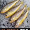 5斤黄花鱼冷冻黄花鱼大黄鱼小黄鱼新鲜海鲜活鲜一斤批发 五斤小黄花(一斤12-15条)