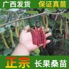 台湾长果桑苗 1年苗 台湾长果桑果树苗无籽十大短果桑苗庭院花园行道种植绿化园艺甜桑