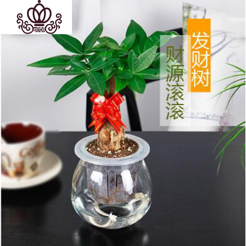 盆栽含花盆室内植物水培植物礼品花卉清新语自动吸水发财树不含盆视频