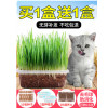 猫草种子薄荷粉猫零食猫咪化毛去毛球猫草大麦种植套装猫咪用品