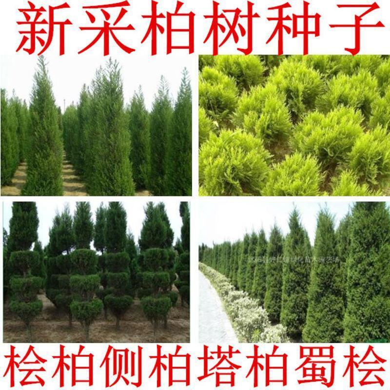 柏树种子塔柏侧柏桧柏龙柏墓地种植松柏种子圆柏洒金柏籽视频