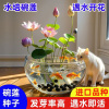 [补贴10%]碗莲种七彩五颜六色水培花卉水养四季莲花荷花种莲藕绿植水培莲子
