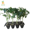廷豪果 蔬菜苗 蔬菜秧苗 瓜果蔬菜幼苗 蔬菜名称备注 /棵