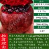 石榴树苗突尼斯软籽庭院果树盆栽地栽当年结果南北方甜特大石榴苗 黑美人 8年壮苗(带土带叶发货)