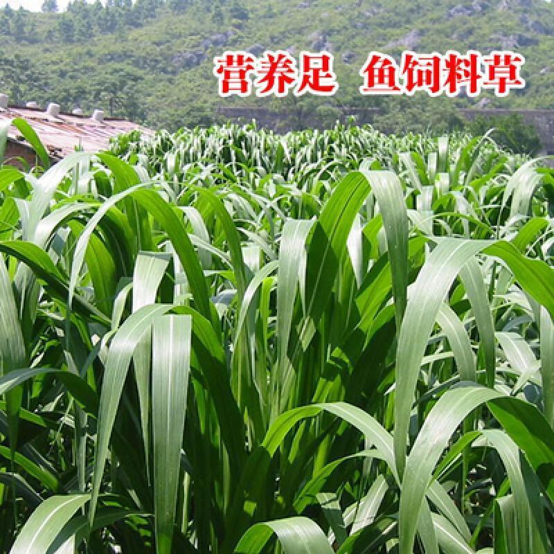 苏丹草草籽高丹草种四季牧草种子养殖草鱼吃的草种籽