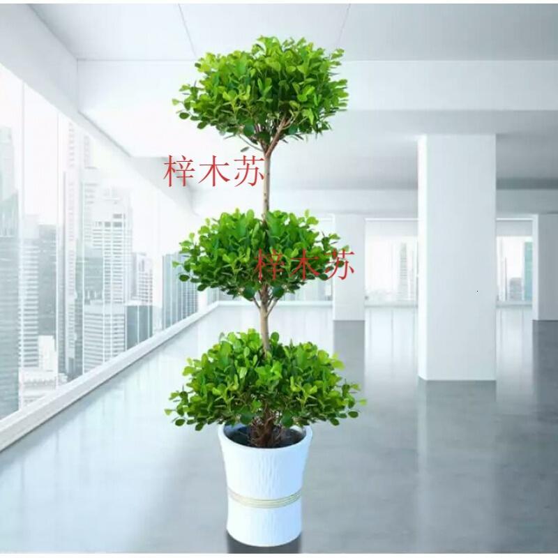 子暄摇钱树金钱榕盆景植物室内客厅大型盆栽绿植办公室观叶花卉视频