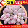 多肉植物组合盆栽 婴儿手指多肉绿植花卉室内 肉肉含盆