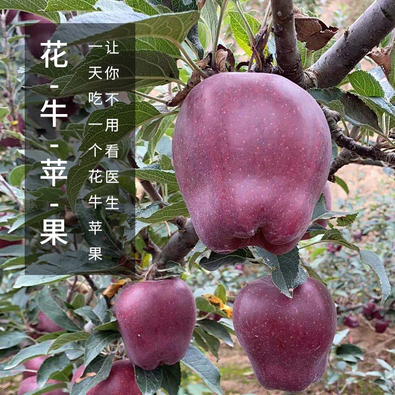 天水花牛*苹果高清大图
