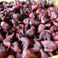 5斤装 洪湖野生红菱角 新鲜菱角带壳 绿色时令蔬菜红皮老菱角