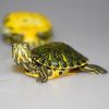 5-7厘米多点 深水黄耳龟活物小乌龟水族鱼缸混养龟观赏吃鱼粪招财宠物黄耳乌龟