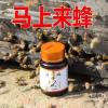 涂抹型诱蜂水120克[1瓶] 寻蜂液神奇招蜂水蜂王信息素野外土中蜂引蜂诱蜂分蜂大瓶喷剂蜂蜡