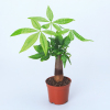 发财树盆栽花卉室内栀子花绿萝文竹办公室文竹小绿植多肉植物
