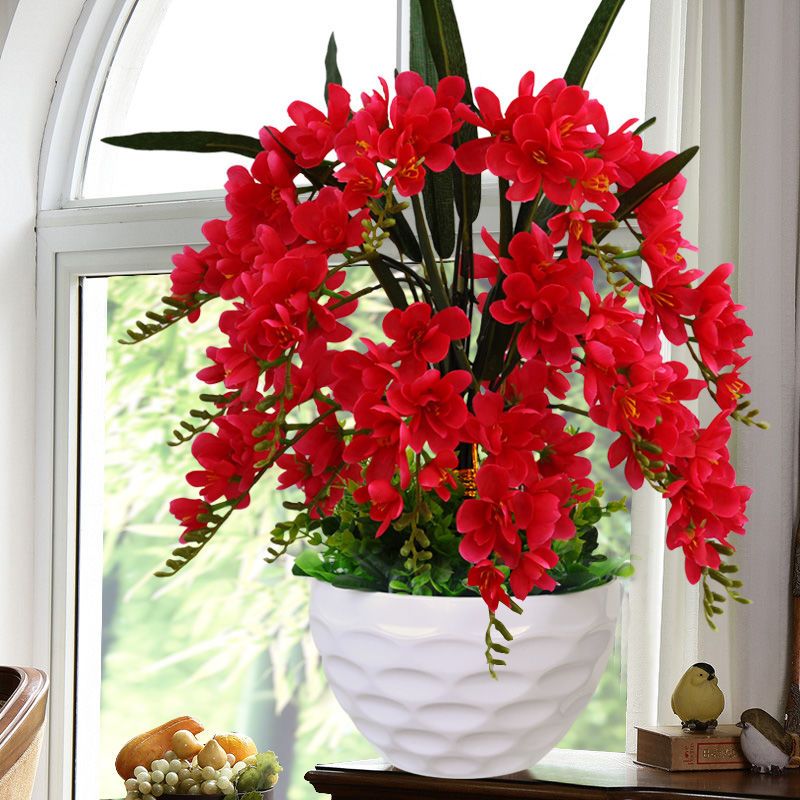 花束花草花卉装蝴蝶兰花绿植盆栽客厅装饰品水立方香雪兰盆景红色视频