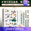 [正版]矿物与岩石完全图鉴 231种矿物49种岩石800多张高清彩色图片 教你辨认各种矿物和岩石学会辨认各种矿物与岩石自