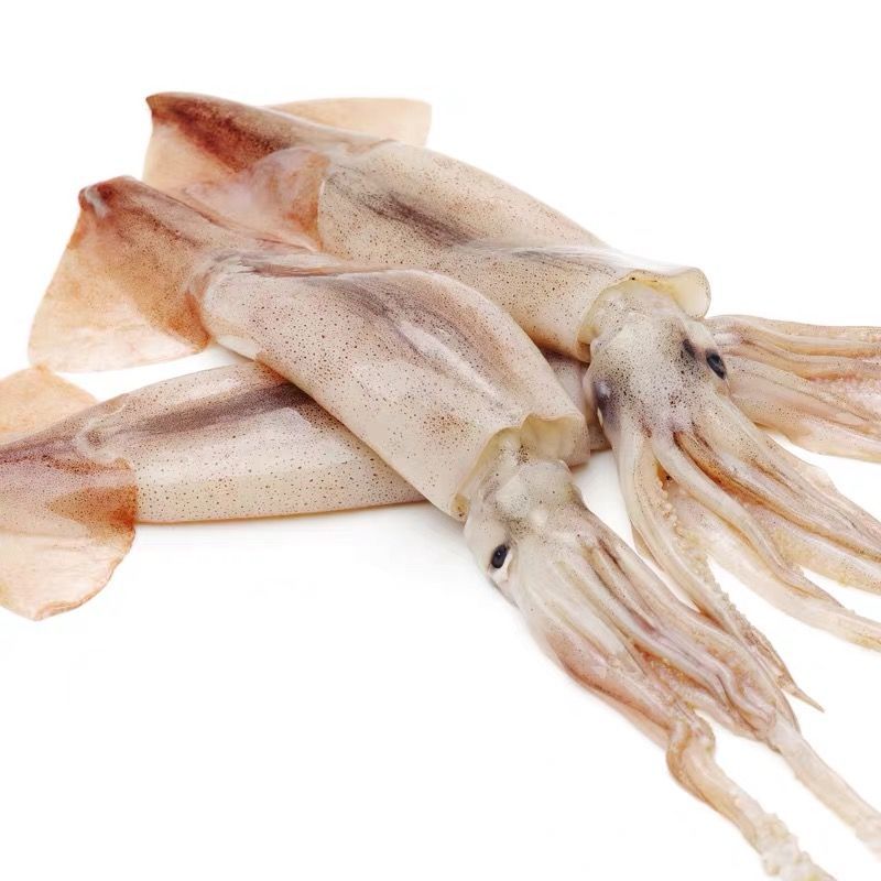 鱿鱼新鲜大鱿鱼整只鲜活鲜鱿鱼须鱿鱼仔烧烤火锅食材海鲜批发10斤小