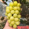 葡萄苗带土带叶新品种葡萄树苗盆栽庭院爬藤南北方种植当年结果