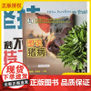 2025新书 图说猪病 范俊娟 姜凤丽 猪的传染病寄生虫病常见普通病防治教程 畜牧兽医教材书 中国农业大学出版社 978