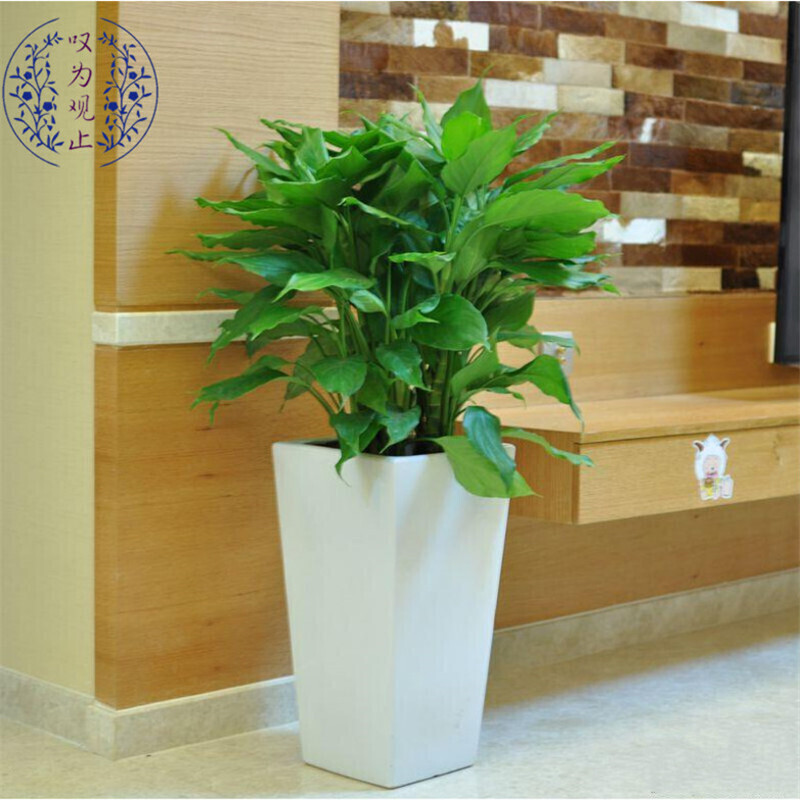子暄金钱树辫子财树大叶绿萝散尾葵天堂鸟绿植办公室盆栽客厅大型植物