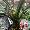 现带多花苞多品种富山奇蝶蜀绣花开花浓香好养活室内客厅驱蚊植物 玲珑荷 老种经典品种 [1支花]3苗连体 带土发货