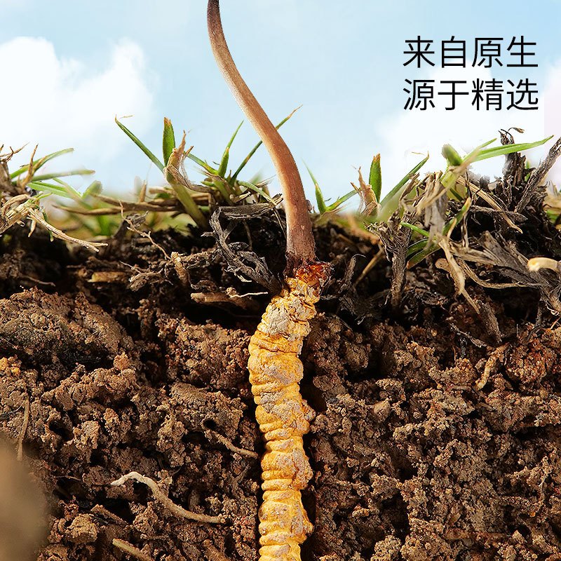 庄民 冬虫夏草冻干断草礼盒5g装 无空草调理煲汤材料长辈营养品滋补礼盒冻干断草官方正品