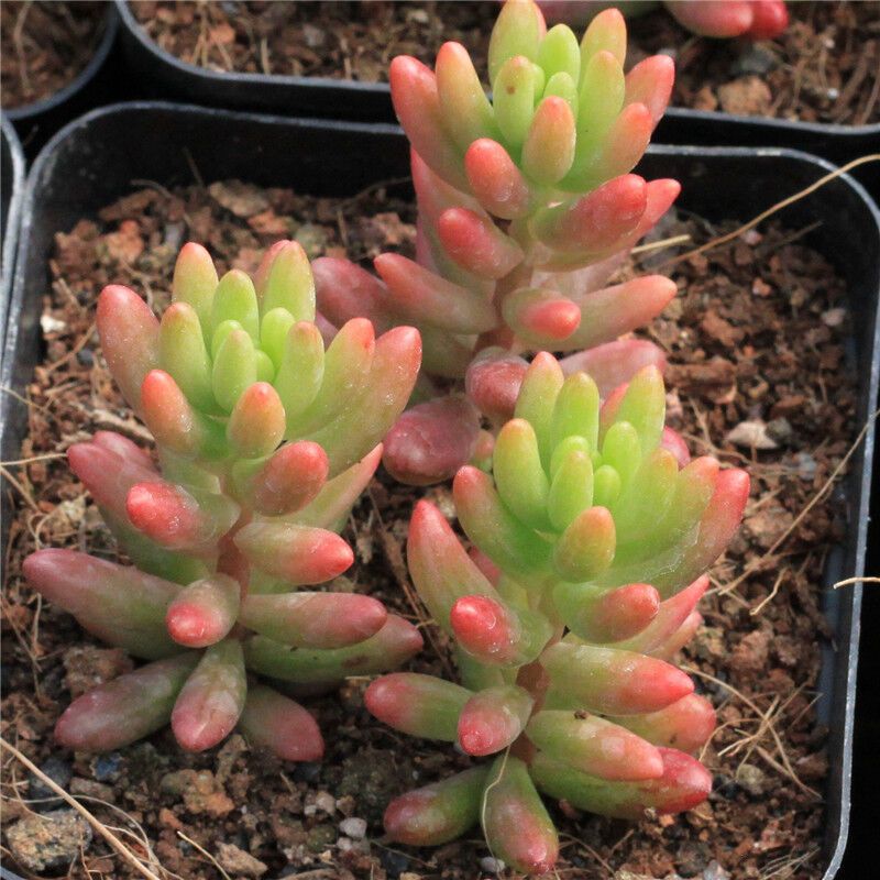 子暄多肉植物微景观室内桌面盆栽绿植买就送花盆紫罗兰红宝石tp卡罗拉
