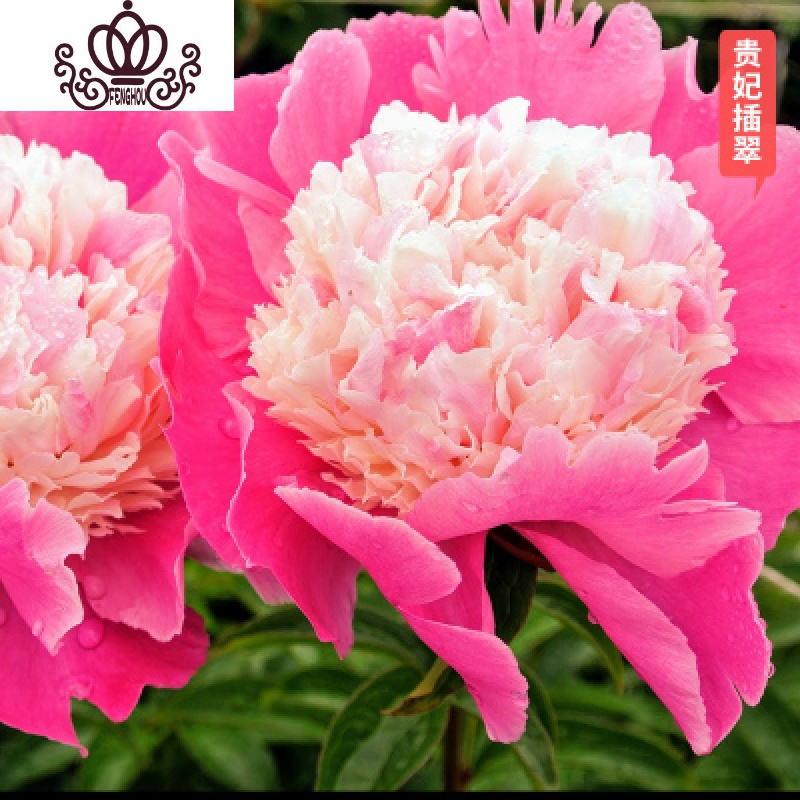 封后芍药花苗庭院花卉四季开花易活芍药根块带芽室内盆栽室外庭院植物 S13[芍药三棵]+肥 不含盆