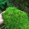 苔藓微景观雨林缸盆景铺面鲜活青苔diy创意植物庭院假山装饰 特级整块30*30cm(买二送一)