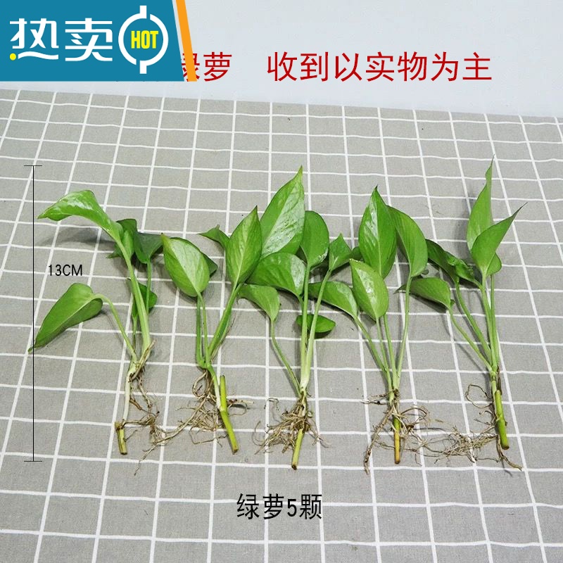 显彩创意绿萝水培花盆器皿透明玻璃插花花瓶水养植物客厅可爱装饰摆件 5根【绿萝水培饰件植萝
