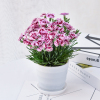 春节特惠 康乃馨鲜花盆栽石竹花苗带花苞庭院阳台室内四季开花绿植花卉