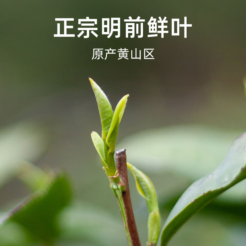 2025新茶上市艺魁堂明前绿茶特级黄山毛峰茶叶500g绿茶礼盒装送礼高清大图