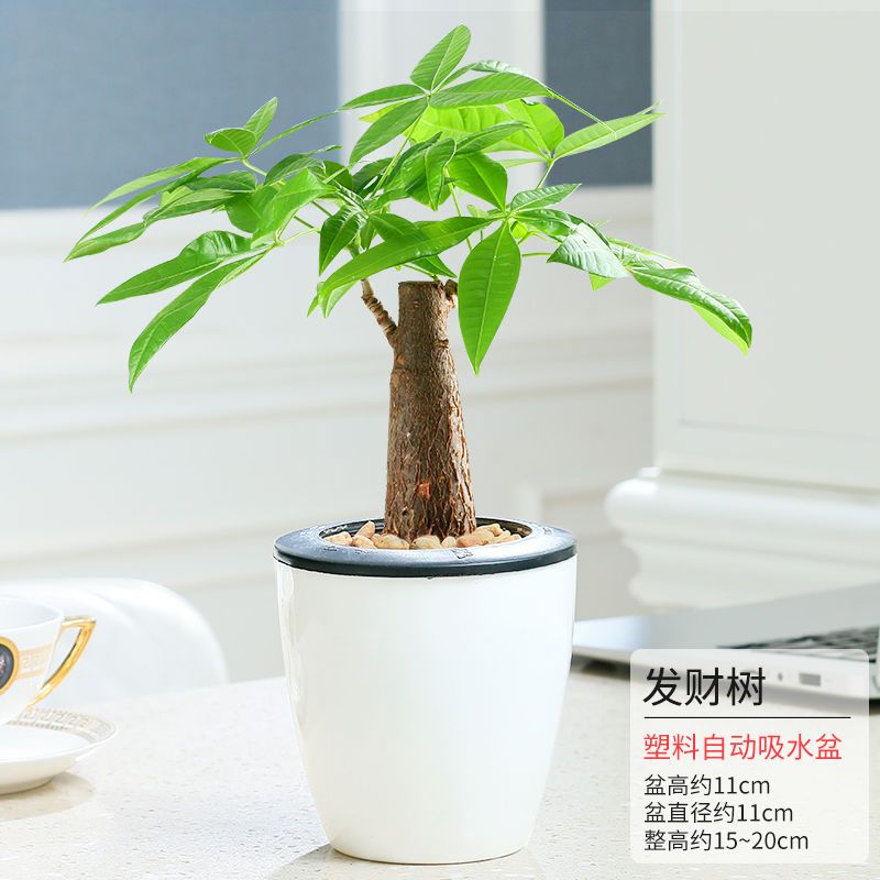 发财树栀子花绿萝懒人绿植室内金钻植物小盆栽办公室易养绿植易品视频