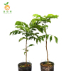 廷豪果 黄皮树 120-150cm /根