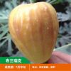 无花果树苗 耐寒地栽大盆栽阳台矮化波姬红当年结果南北方种植|布兰瑞克 三年苗明年结果