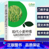[正版]现代小麦种植与病虫害防治技术农业种植标准化生产优质品质选择播种管理施肥与创新技术冬小麦安全储存技术病虫害防治方