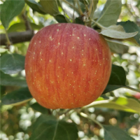 云南昭通丑苹果冰糖心苹果大果11斤带箱18个装(85mm直径)苹果新鲜现采摘红富士
