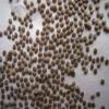 白蚕卵100粒 稀有蚕宝宝宠物可爱黑虎蚕卵黑虎蚕宝宝斑马野三元彩茧蚕卵蚕宝宝