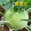 牌天津青苤兰种子紫苤蓝高产蔬莱大田蔬菜种籽孑莱芥兰头芥蓝 青丰天津青苤蓝5g原装[家庭用