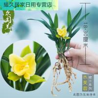 矮种青叶兰花苗建兰四季兰 水芙蓉 花卉兰花盆栽室内客厅不带花苞