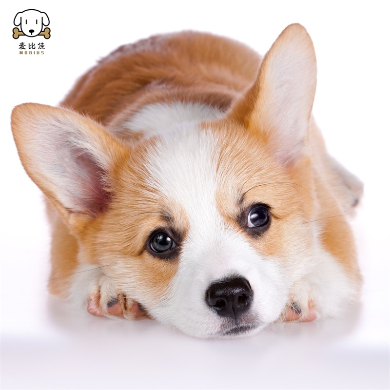幼犬狗狗活体纯种血统双色三色小体柯基狗威尔士短腿迷你后臀可爱狗狗