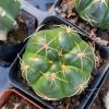 稀有趴刺天王丸仙人球 多肉植物室内阳台易养开花防辐射绿植盆栽 实生趴刺天王6-7cm 含盆