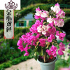 封后(FENGHOU)三角梅盆栽花卉植物室内嫁接多色巴西爬藤三角梅带花发货四季开花 金心双色三角梅大苗高度40-50cm