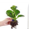 豆瓣绿多肉植物碧玉盆栽吸二手烟除甲醛净化室内空气桌面绿植花卉 [新手试种苗]1颗无赠品