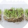 铜钱草招财办公室桌面盆栽金钱草花卉室内水培植物净化吸甲醛绿植 铜钱草50根芽+肥[不带叶]