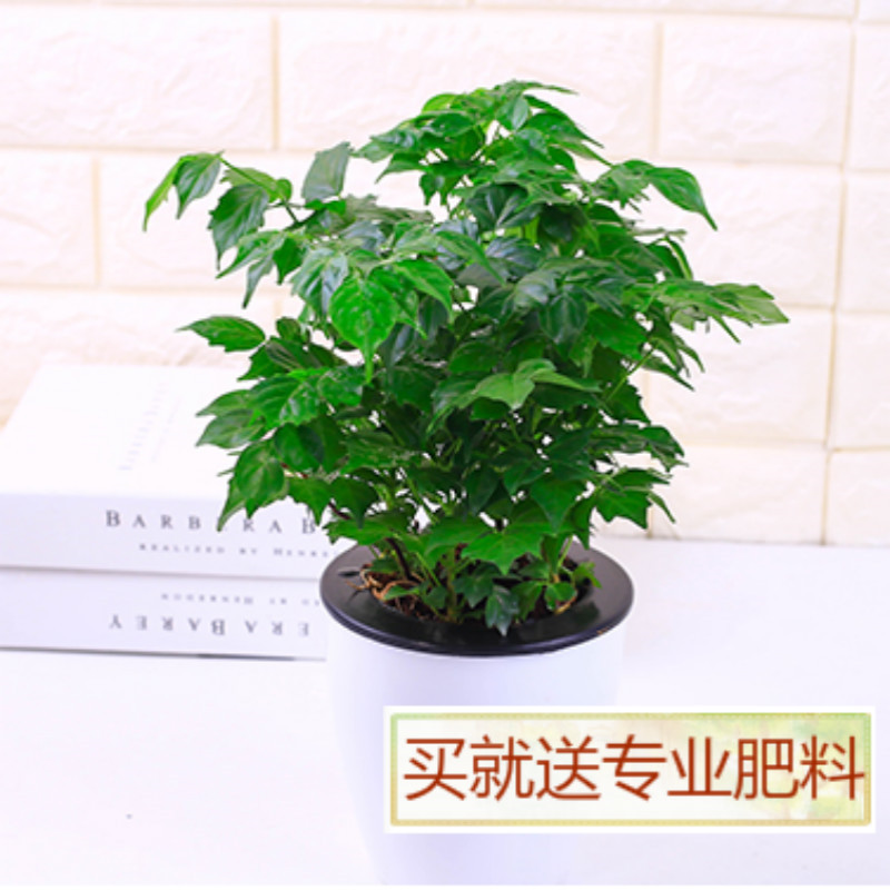 子暄幸福树绿宝平安树大型植物客厅办公室室内盆栽观叶盆景大幸福树