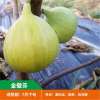 无花果树苗 地栽庭院大耐寒盆栽阳台波姬红当年结果南北方种植