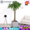 大盆栽植物辫子财树开业乔迁礼品室内客厅绿植成都配送(请先与客服确认再下单)