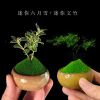 组合盆栽创意迷你六月雪文竹罗汉松鸭脚木室内办公桌摆好养微绿植|组合套餐[六月雪+文竹]