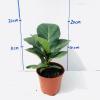 琴叶榕盆栽植物四季常青大叶植物花卉小盆栽琴叶榕室内办公室绿植 90#琴叶榕1盆(培育盆发货)