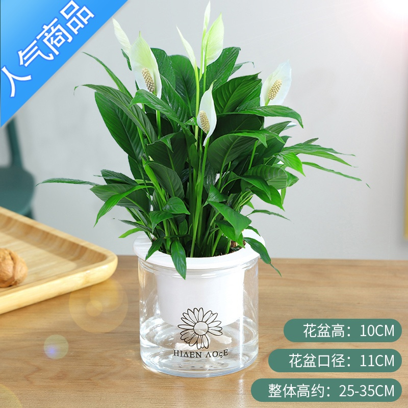 yicheng白掌盆栽一帆风顺水培植物室内好养花卉大盆绿植水养红掌四季