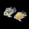 宝蓝迷你鹦鹉2cm(2条) 曼龙鱼迷你鹦鹉鱼观赏鱼慈鲷科鱼活体短鲷荷兰金波子阿凡达热带鱼